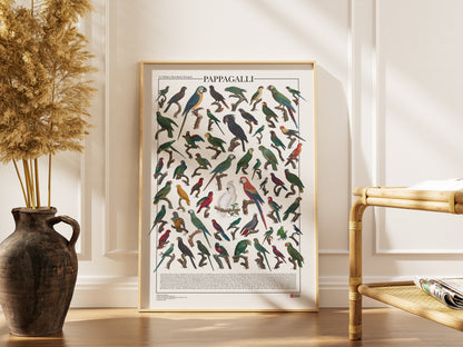 Un poster tematico che presenta 56 illustrazioni di specie appartenenti all’ordine degli Psittaciformi, restaurate da tavole naturalistiche dell’Ottocento.