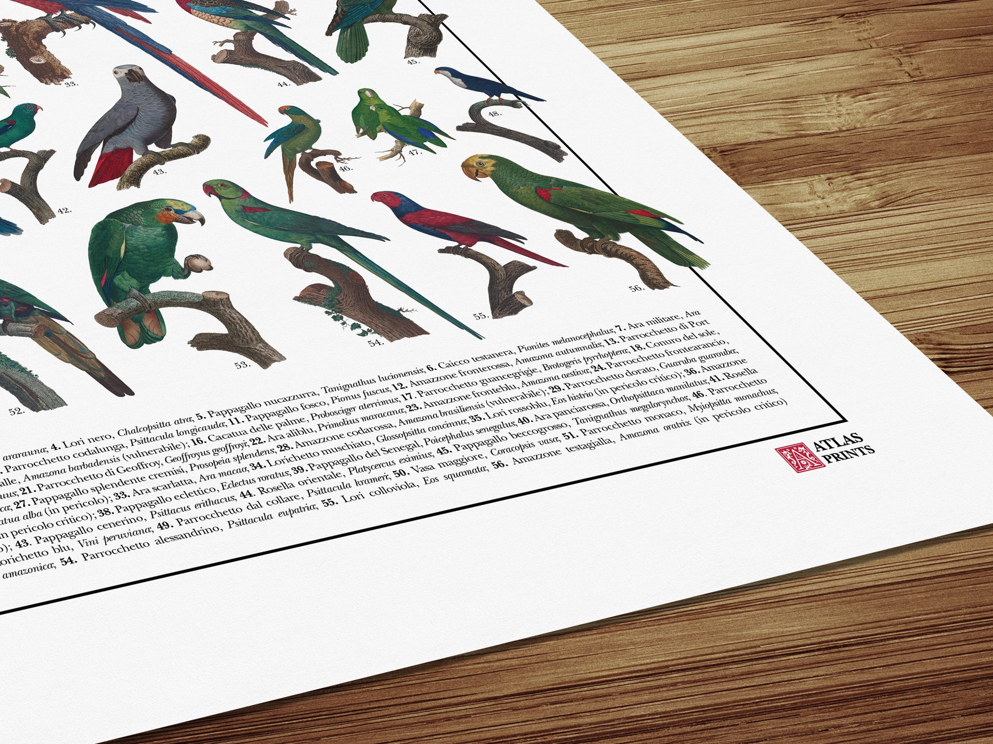 Un poster tematico che presenta 56 illustrazioni di specie appartenenti all’ordine degli Psittaciformi, restaurate da tavole naturalistiche dell’Ottocento.