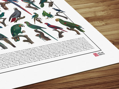 Un poster tematico che presenta 56 illustrazioni di specie appartenenti all’ordine degli Psittaciformi, restaurate da tavole naturalistiche dell’Ottocento.