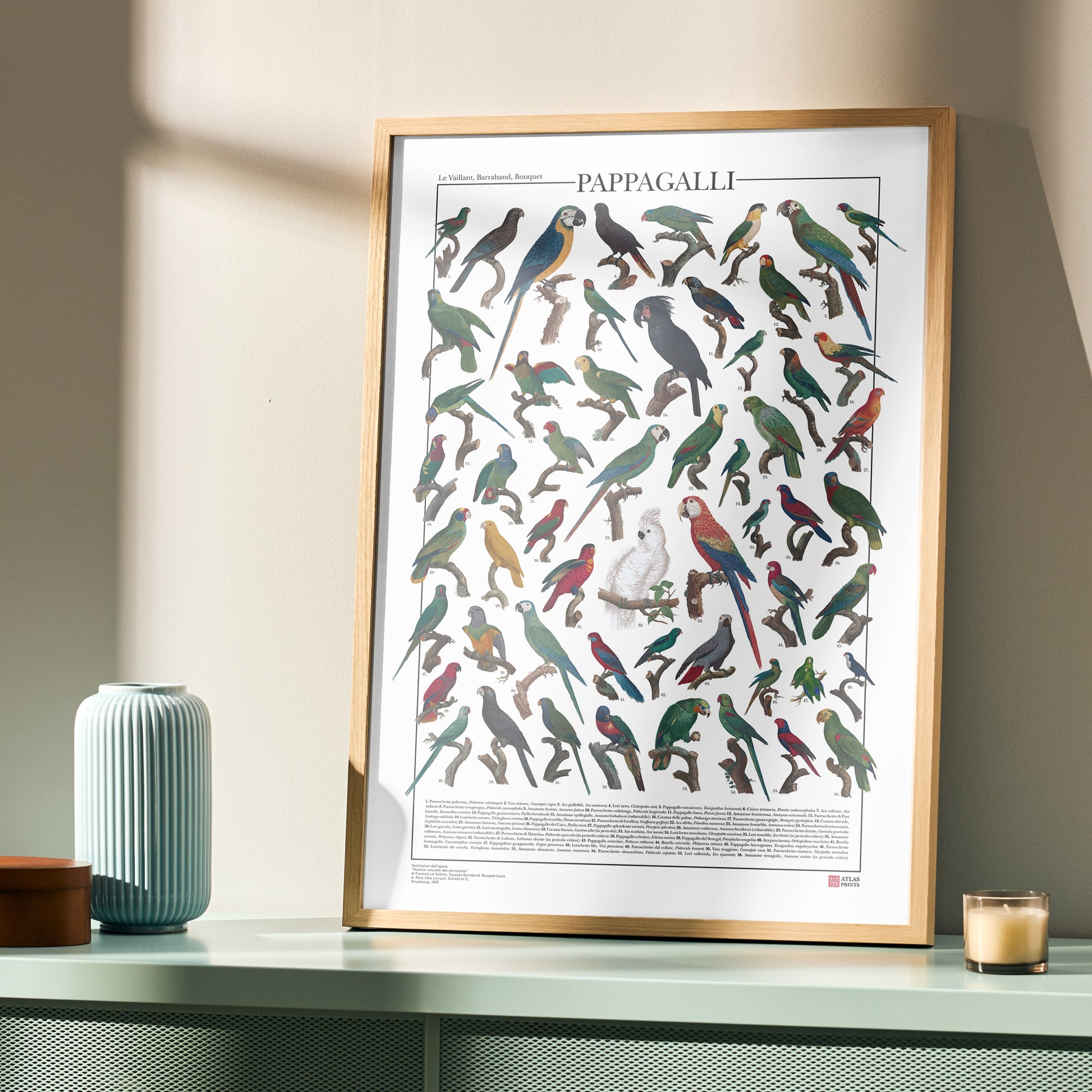 Un poster tematico che presenta 56 illustrazioni di specie appartenenti all’ordine degli Psittaciformi, restaurate da tavole naturalistiche dell’Ottocento.