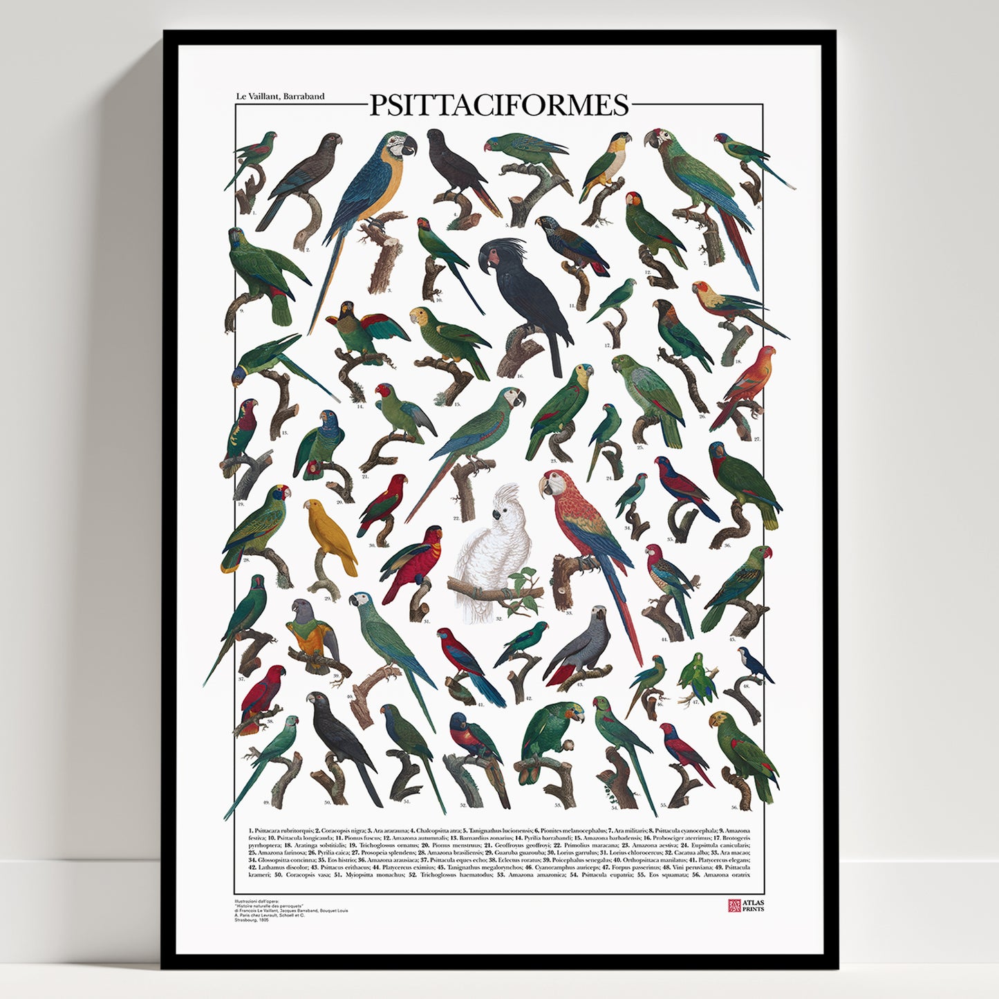 Un poster tematico che presenta 56 illustrazioni di specie appartenenti all’ordine degli Psittaciformi, restaurate da tavole naturalistiche dell’Ottocento.