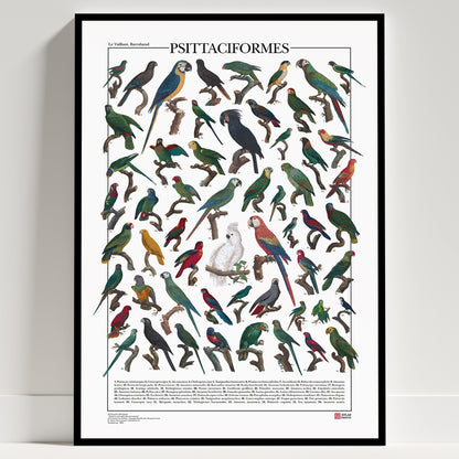 Un poster tematico che presenta 56 illustrazioni di specie appartenenti all’ordine degli Psittaciformi, restaurate da tavole naturalistiche dell’Ottocento.