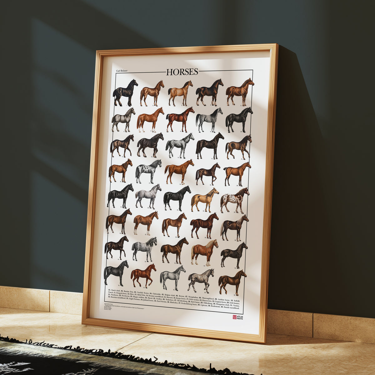 Poster Cavalli con 40 illustrazioni restaurate di diverse razze equine, tratte da tavole naturalistiche di Carl Bräuer del 1910, con titolo e didascalie dei nomi comuni.