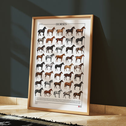 Poster Cavalli con 40 illustrazioni restaurate di diverse razze equine, tratte da tavole naturalistiche di Carl Bräuer del 1910, con titolo e didascalie dei nomi comuni.