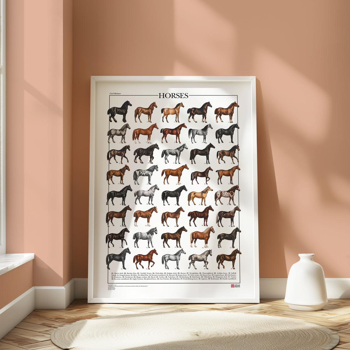 Poster Cavalli con 40 illustrazioni restaurate di diverse razze equine, tratte da tavole naturalistiche di Carl Bräuer del 1910, con titolo e didascalie dei nomi comuni.