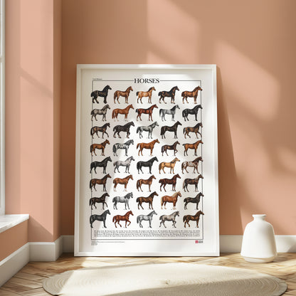 Poster Cavalli con 40 illustrazioni restaurate di diverse razze equine, tratte da tavole naturalistiche di Carl Bräuer del 1910, con titolo e didascalie dei nomi comuni.