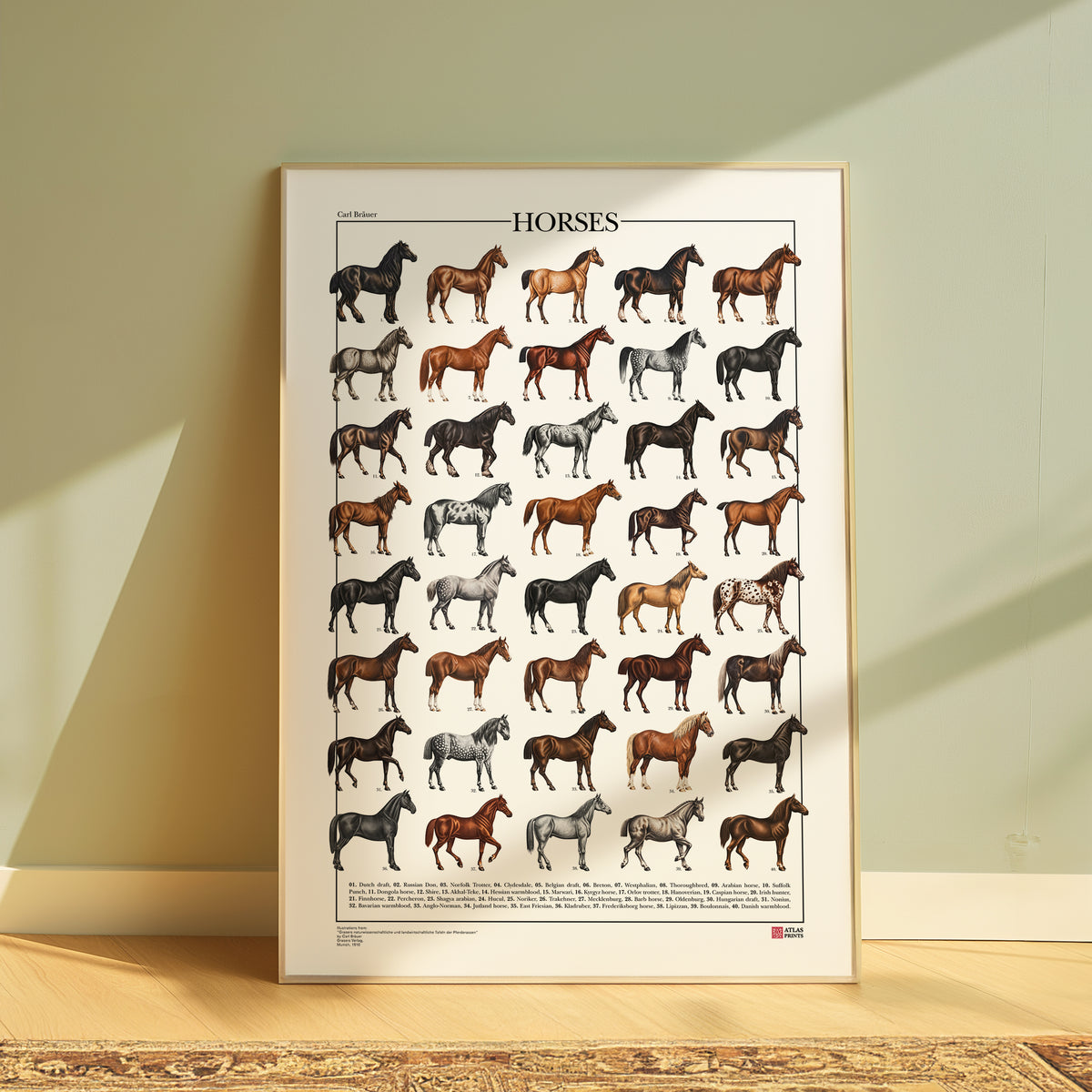 Poster Cavalli con 40 illustrazioni restaurate di diverse razze equine, tratte da tavole naturalistiche di Carl Bräuer del 1910, con titolo e didascalie dei nomi comuni.
