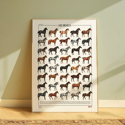 Poster Cavalli con 40 illustrazioni restaurate di diverse razze equine, tratte da tavole naturalistiche di Carl Bräuer del 1910, con titolo e didascalie dei nomi comuni.