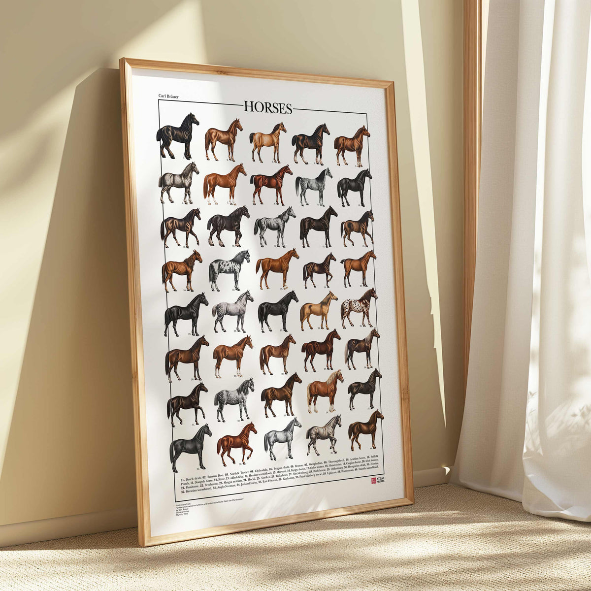 Poster Cavalli con 40 illustrazioni restaurate di diverse razze equine, tratte da tavole naturalistiche di Carl Bräuer del 1910, con titolo e didascalie dei nomi comuni.