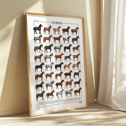 Poster Cavalli con 40 illustrazioni restaurate di diverse razze equine, tratte da tavole naturalistiche di Carl Bräuer del 1910, con titolo e didascalie dei nomi comuni.