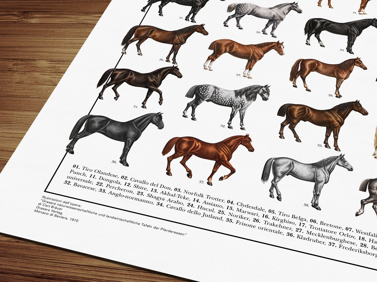 Poster Cavalli con 40 illustrazioni restaurate di diverse razze equine, tratte da tavole naturalistiche di Carl Bräuer del 1910, con titolo e didascalie dei nomi comuni.