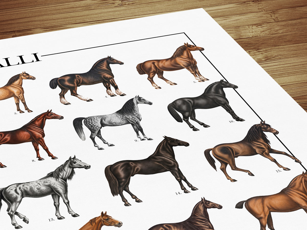 Poster Cavalli con 40 illustrazioni restaurate di diverse razze equine, tratte da tavole naturalistiche di Carl Bräuer del 1910, con titolo e didascalie dei nomi comuni.