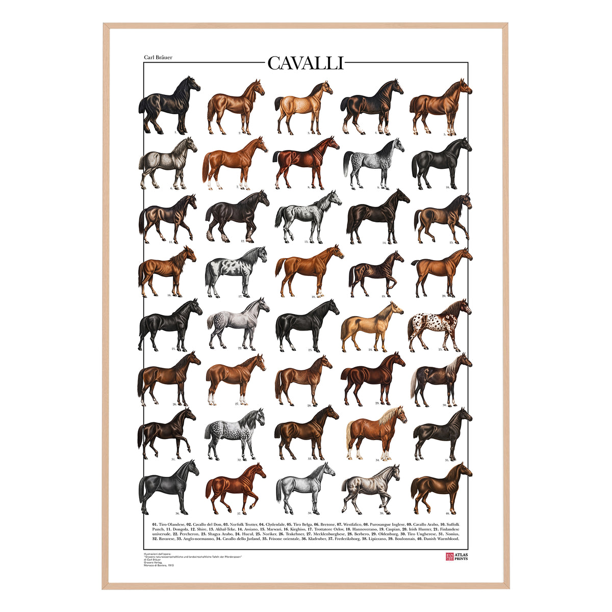 Poster Cavalli con 40 illustrazioni restaurate di diverse razze equine, tratte da tavole naturalistiche di Carl Bräuer del 1910, con titolo e didascalie dei nomi comuni.