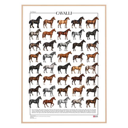 Poster Cavalli con 40 illustrazioni restaurate di diverse razze equine, tratte da tavole naturalistiche di Carl Bräuer del 1910, con titolo e didascalie dei nomi comuni.
