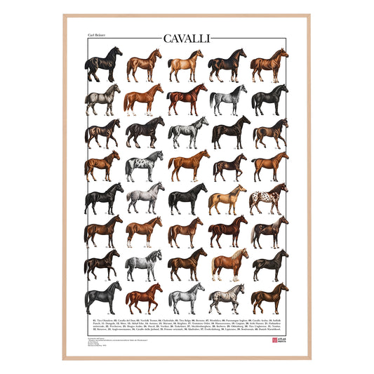 Poster Cavalli con 40 illustrazioni restaurate di diverse razze equine, tratte da tavole naturalistiche di Carl Bräuer del 1910, con titolo e didascalie dei nomi comuni.