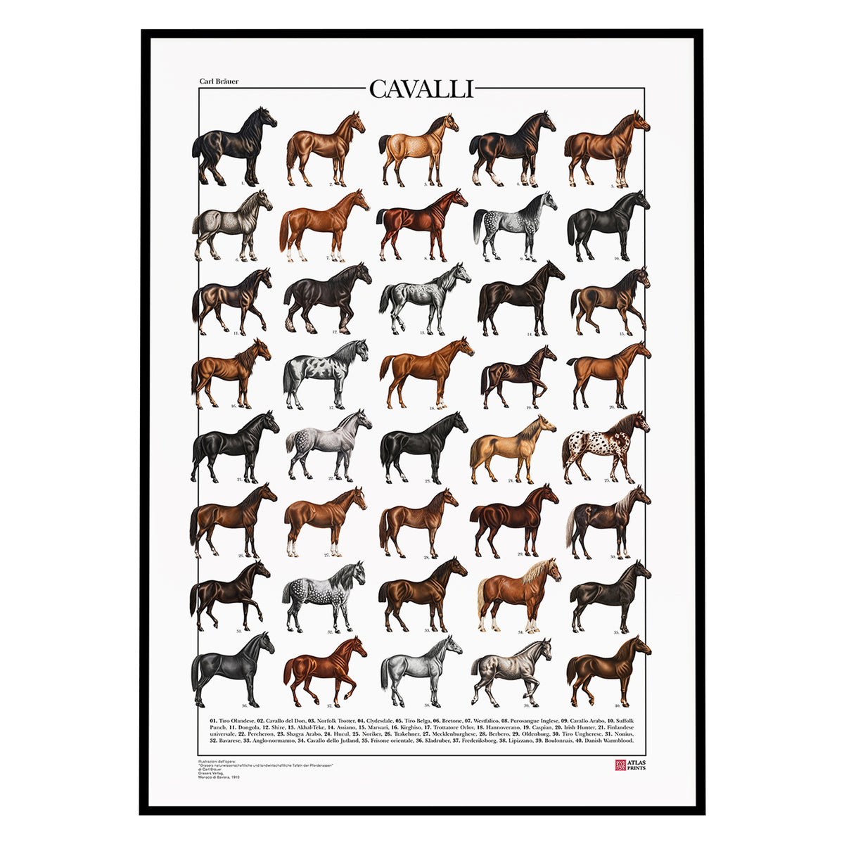 Poster Cavalli con 40 illustrazioni restaurate di diverse razze equine, tratte da tavole naturalistiche di Carl Bräuer del 1910, con titolo e didascalie dei nomi comuni.