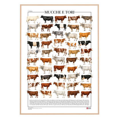 Poster illustrato con 50 razze bovine tratte da tavole zoologiche del XIX secolo, restaurate digitalmente e corredate dai nomi delle razze.