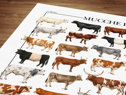 Poster illustrato con 50 razze bovine tratte da tavole zoologiche del XIX secolo, restaurate digitalmente e corredate dai nomi delle razze.