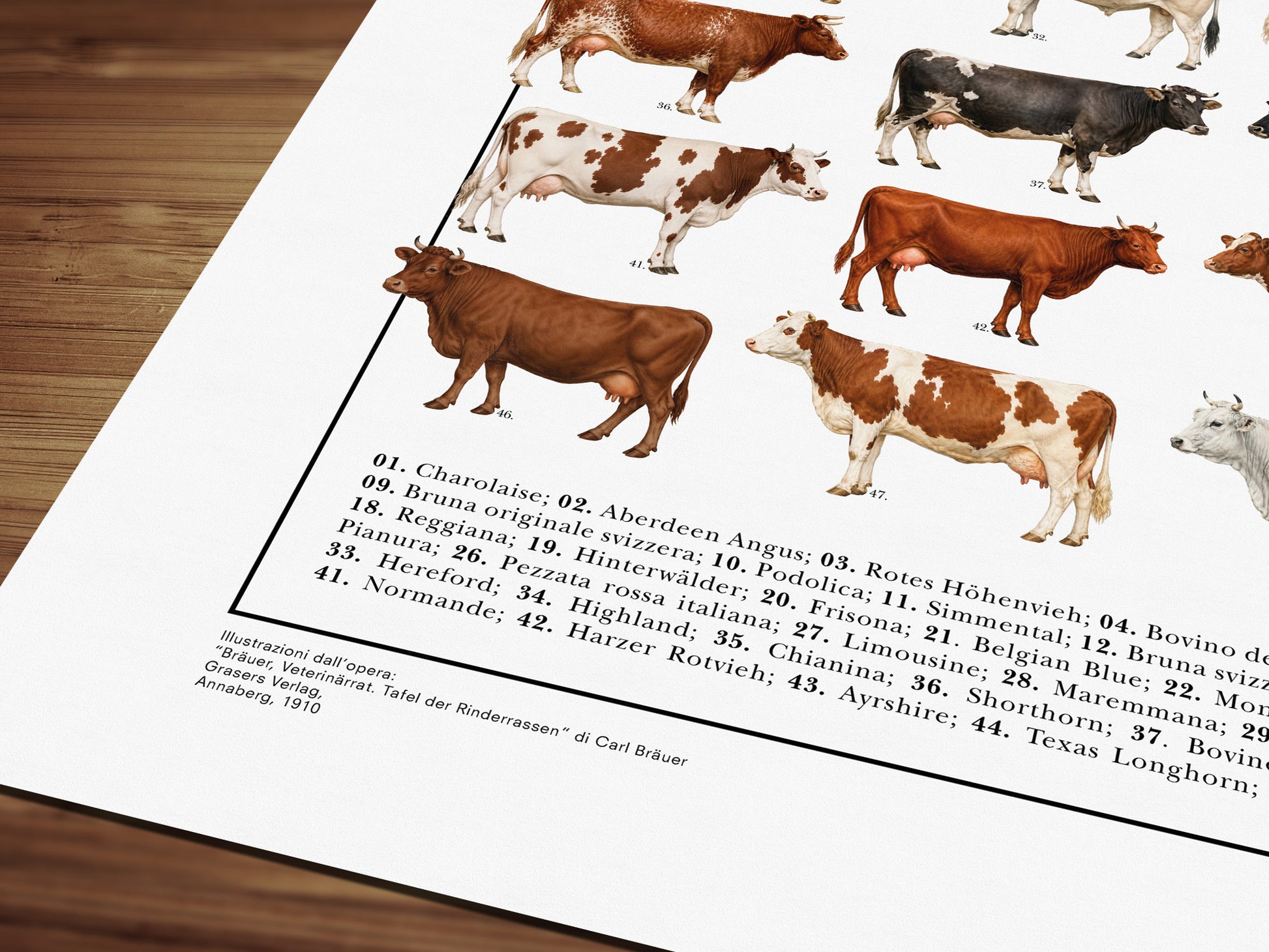 Poster illustrato con 50 razze bovine tratte da tavole zoologiche del XIX secolo, restaurate digitalmente e corredate dai nomi delle razze.