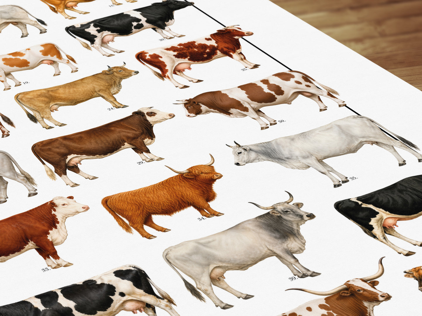 Poster illustrato con 50 razze bovine tratte da tavole zoologiche del XIX secolo, restaurate digitalmente e corredate dai nomi delle razze.