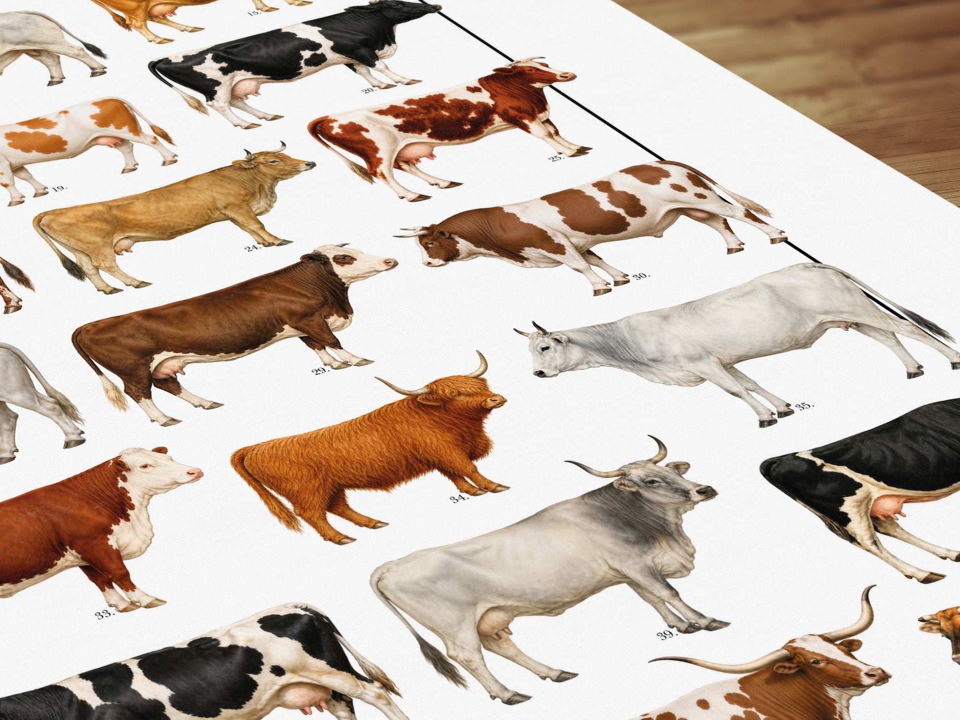 Poster illustrato con 50 razze bovine tratte da tavole zoologiche del XIX secolo, restaurate digitalmente e corredate dai nomi delle razze.