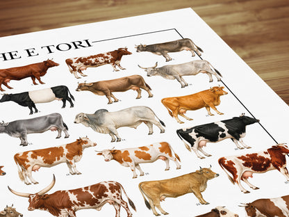 Poster illustrato con 50 razze bovine tratte da tavole zoologiche del XIX secolo, restaurate digitalmente e corredate dai nomi delle razze.