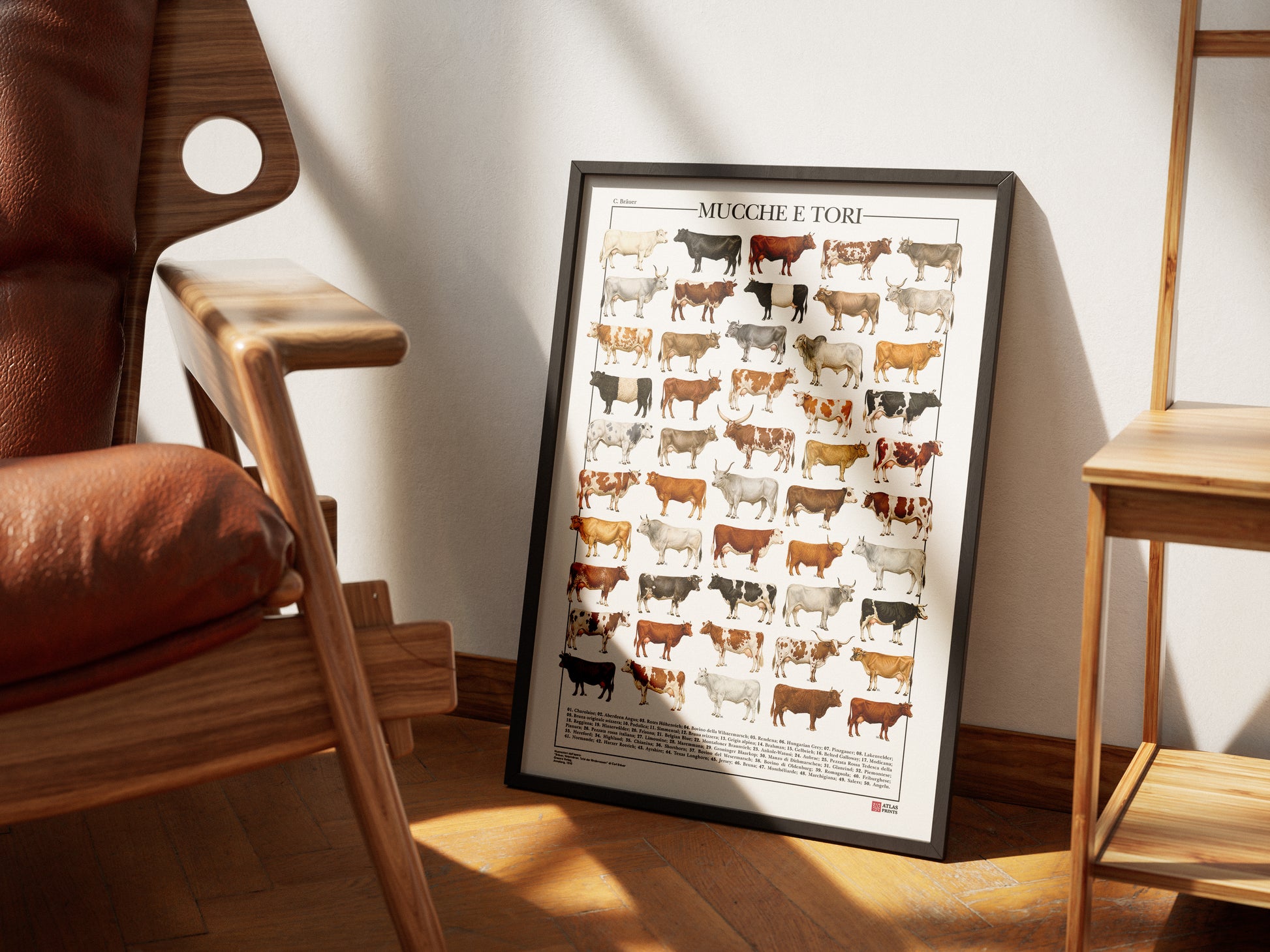 Poster illustrato con 50 razze bovine tratte da tavole zoologiche del XIX secolo, restaurate digitalmente e corredate dai nomi delle razze.
