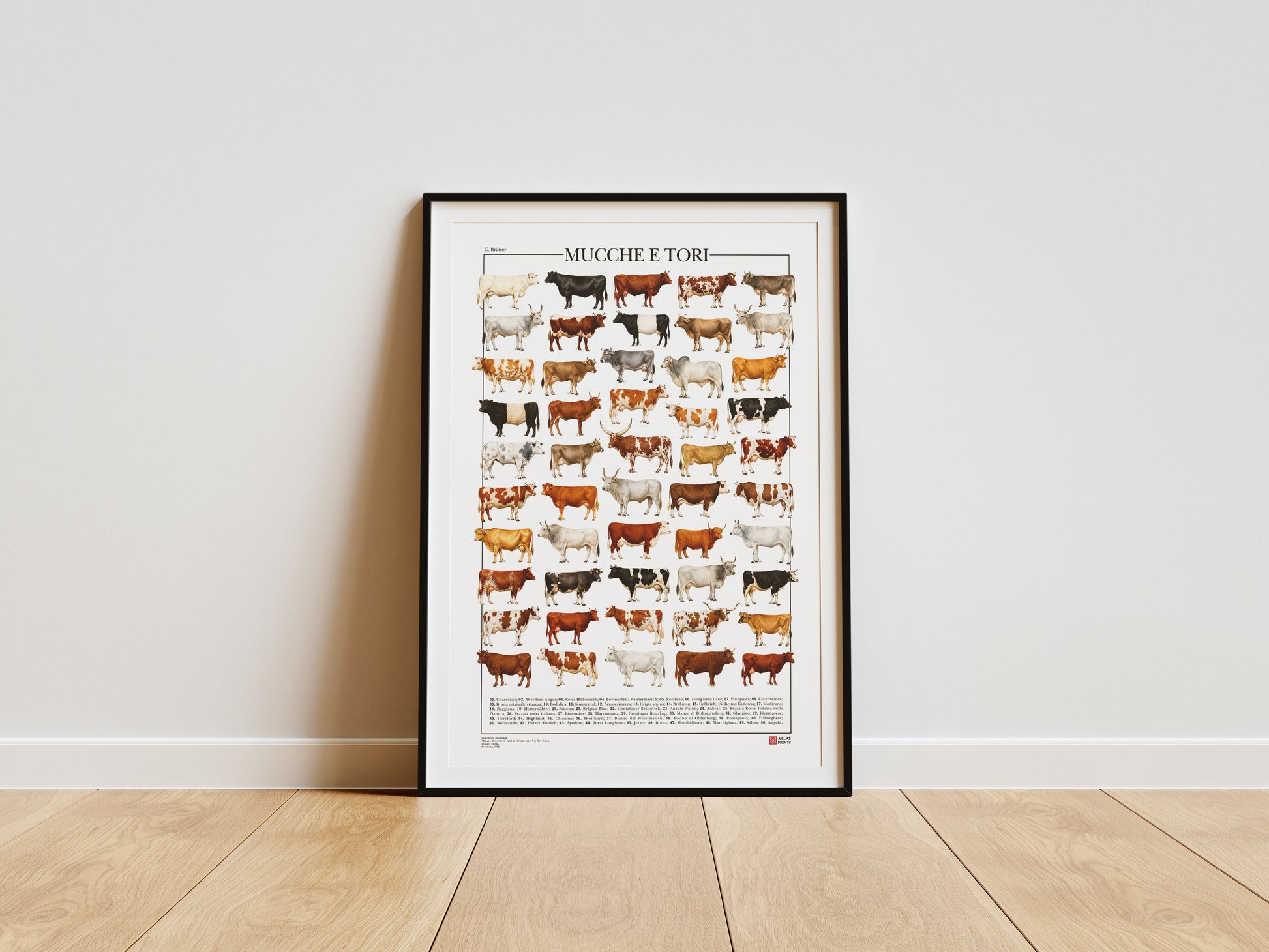 Poster illustrato con 50 razze bovine tratte da tavole zoologiche del XIX secolo, restaurate digitalmente e corredate dai nomi delle razze.