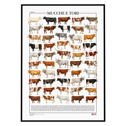 Poster illustrato con 50 razze bovine tratte da tavole zoologiche del XIX secolo, restaurate digitalmente e corredate dai nomi delle razze.
