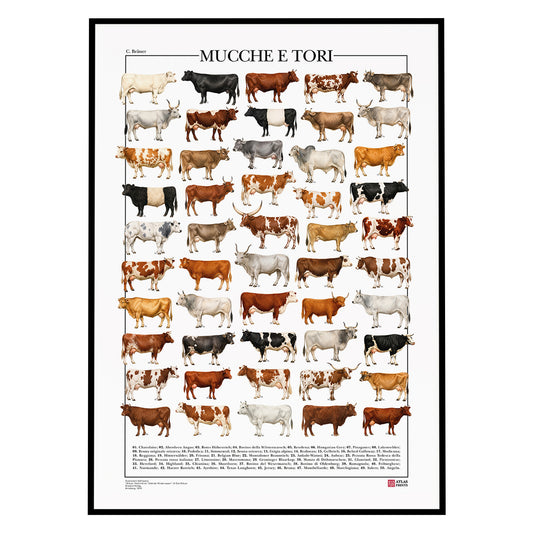 Poster illustrato con 50 razze bovine tratte da tavole zoologiche del XIX secolo, restaurate digitalmente e corredate dai nomi delle razze.