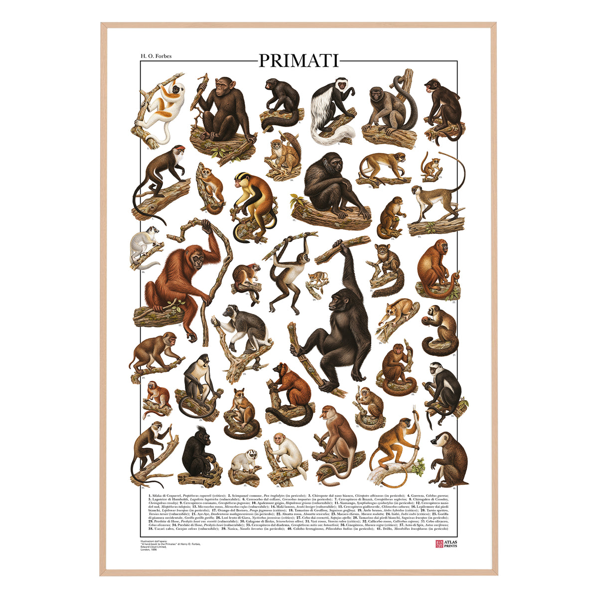 Poster Primati con 41 illustrazioni zoologiche restaurate dell’Ottocento raffiguranti lemuri, scimmie e grandi scimmie, con nomi comuni e scientifici.