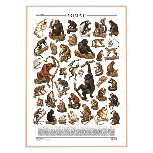 Poster Primati con 41 illustrazioni zoologiche restaurate dell’Ottocento raffiguranti lemuri, scimmie e grandi scimmie, con nomi comuni e scientifici.