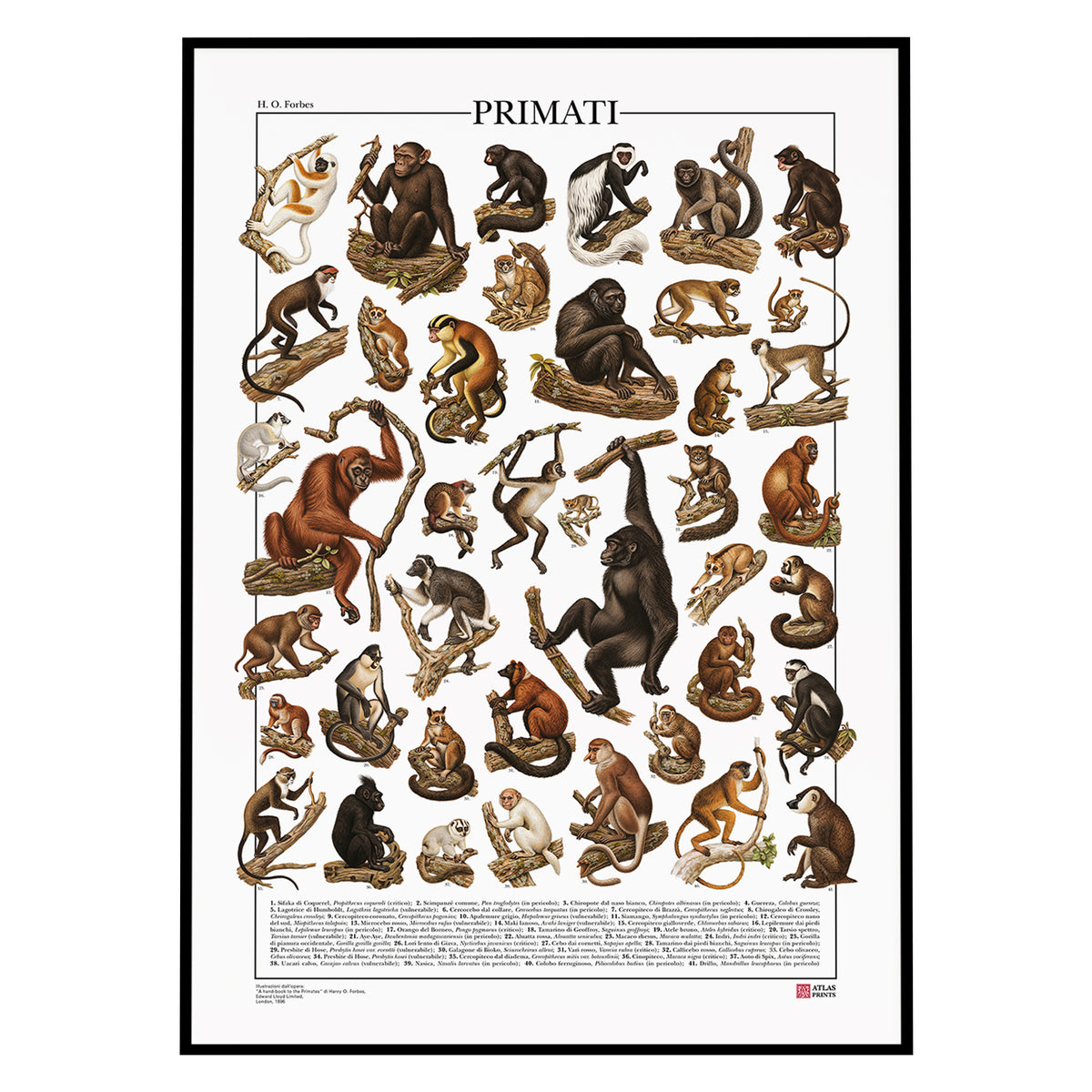 Poster Primati con 41 illustrazioni zoologiche restaurate dell’Ottocento raffiguranti lemuri, scimmie e grandi scimmie, con nomi comuni e scientifici.
