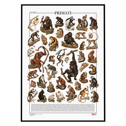 Poster Primati con 41 illustrazioni zoologiche restaurate dell’Ottocento raffiguranti lemuri, scimmie e grandi scimmie, con nomi comuni e scientifici.