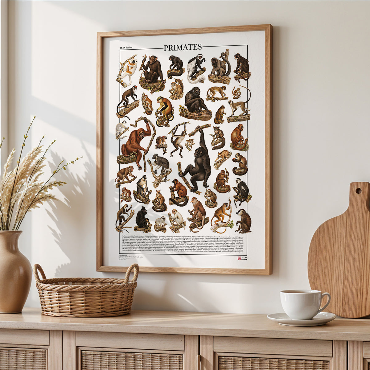 Poster Primati con 41 illustrazioni zoologiche restaurate dell’Ottocento raffiguranti lemuri, scimmie e grandi scimmie, con nomi comuni e scientifici.