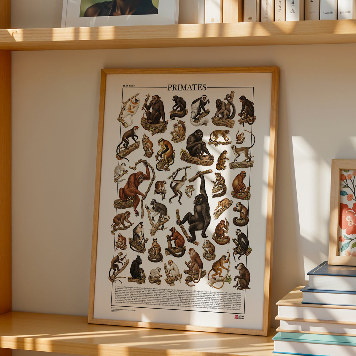 Poster Primati con 41 illustrazioni zoologiche restaurate dell’Ottocento raffiguranti lemuri, scimmie e grandi scimmie, con nomi comuni e scientifici.