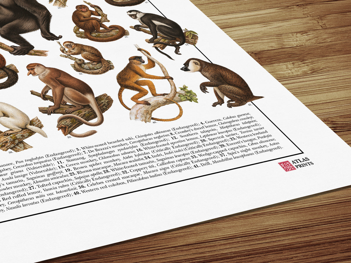 Poster Primati con 41 illustrazioni zoologiche restaurate dell’Ottocento raffiguranti lemuri, scimmie e grandi scimmie, con nomi comuni e scientifici.