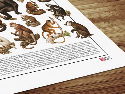 Poster Primati con 41 illustrazioni zoologiche restaurate dell’Ottocento raffiguranti lemuri, scimmie e grandi scimmie, con nomi comuni e scientifici.