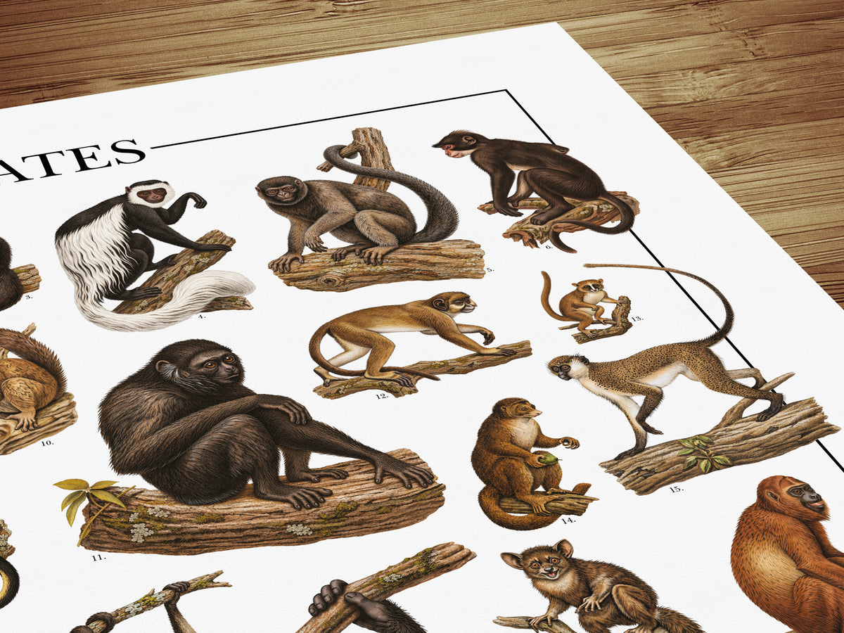 Poster Primati con 41 illustrazioni zoologiche restaurate dell’Ottocento raffiguranti lemuri, scimmie e grandi scimmie, con nomi comuni e scientifici.