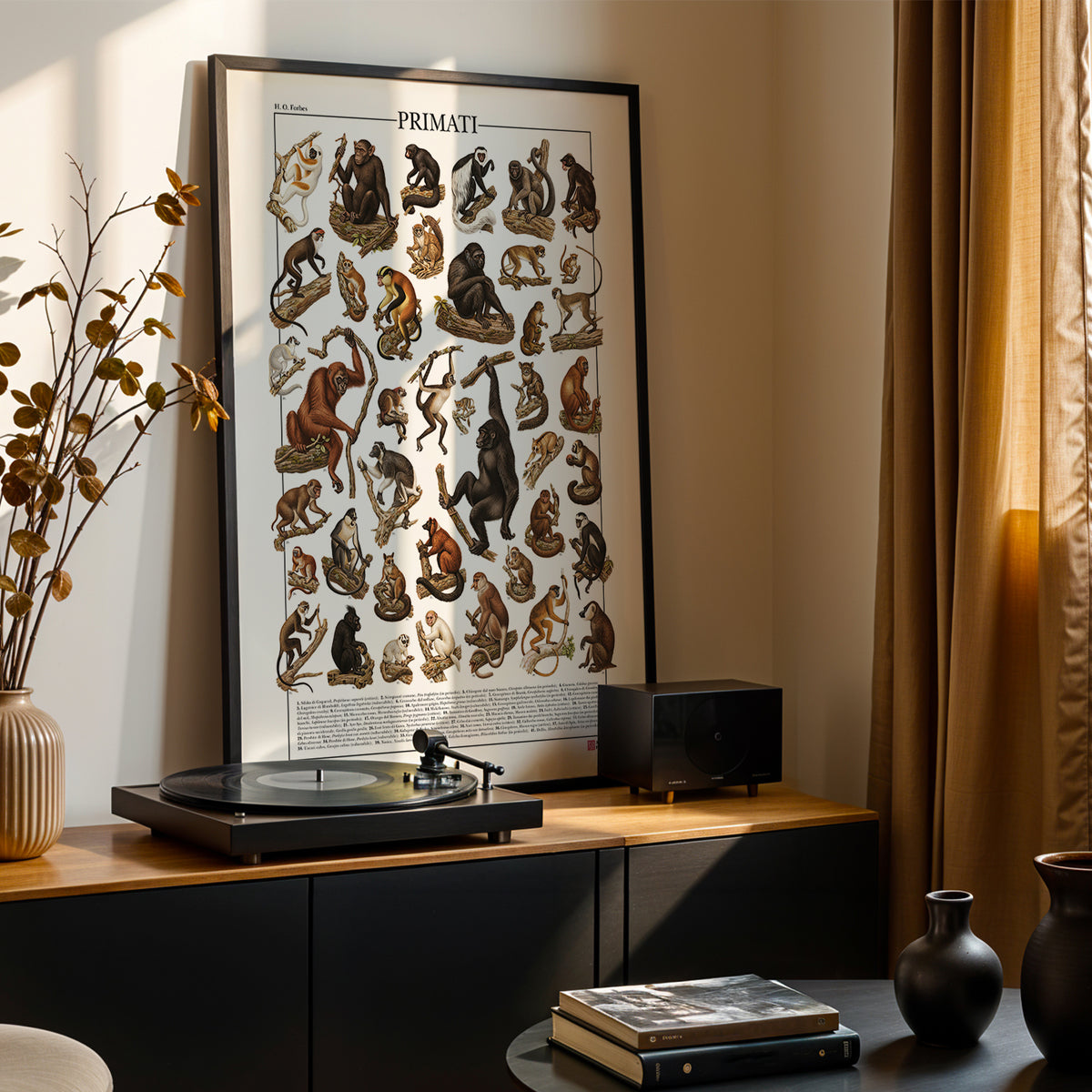 Poster Primati con 41 illustrazioni zoologiche restaurate dell’Ottocento raffiguranti lemuri, scimmie e grandi scimmie, con nomi comuni e scientifici.