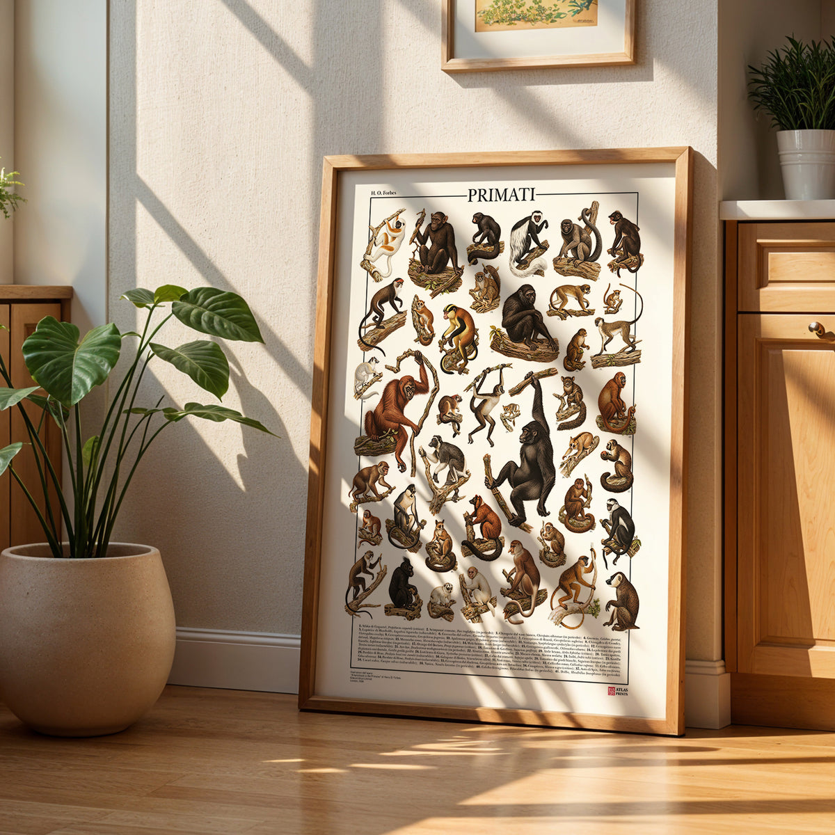 Poster Primati con 41 illustrazioni zoologiche restaurate dell’Ottocento raffiguranti lemuri, scimmie e grandi scimmie, con nomi comuni e scientifici.