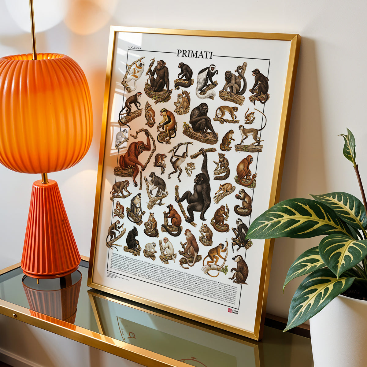 Poster Primati con 41 illustrazioni zoologiche restaurate dell’Ottocento raffiguranti lemuri, scimmie e grandi scimmie, con nomi comuni e scientifici.