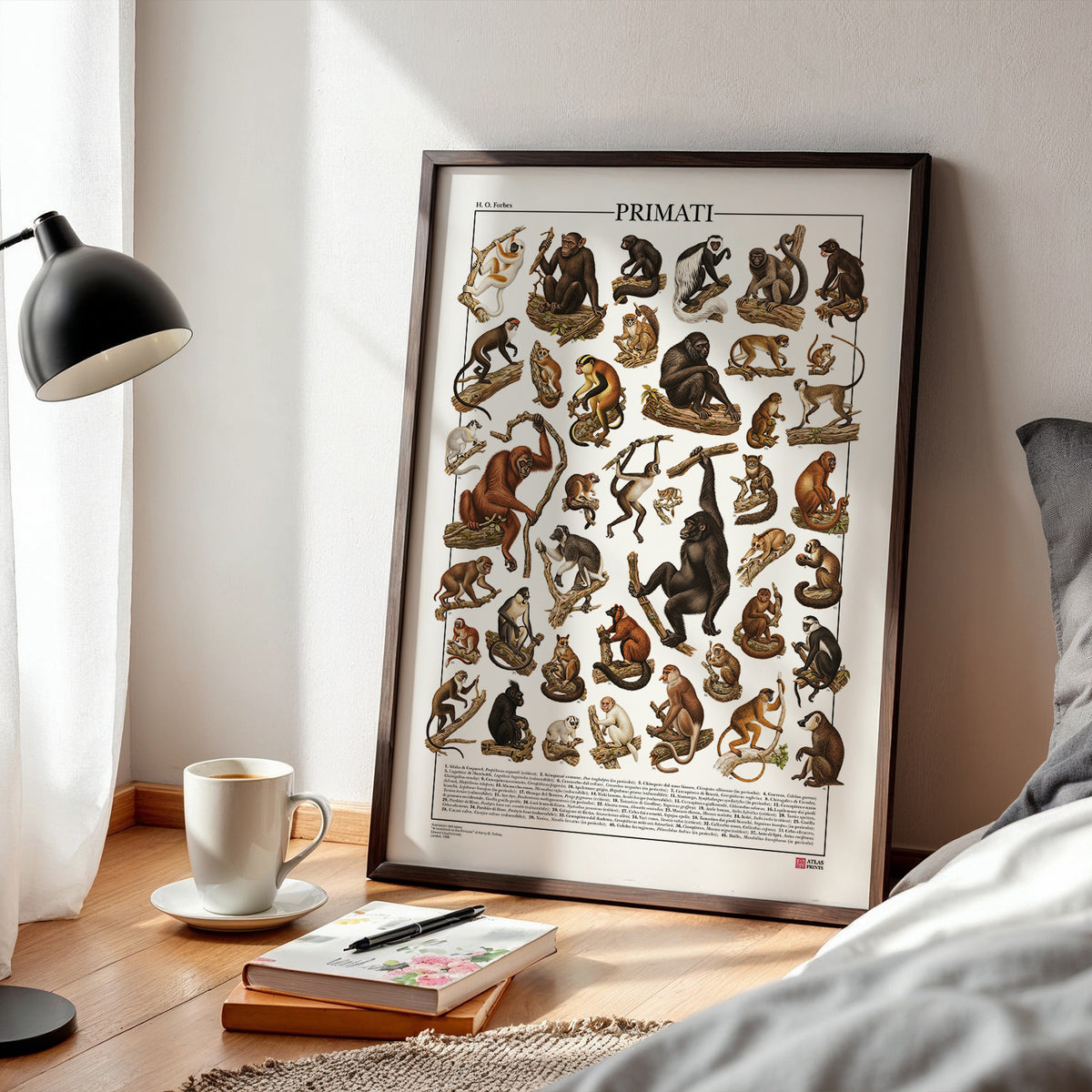 Poster Primati con 41 illustrazioni zoologiche restaurate dell’Ottocento raffiguranti lemuri, scimmie e grandi scimmie, con nomi comuni e scientifici.