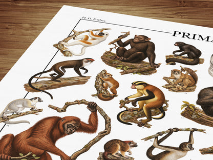 Poster Primati con 41 illustrazioni zoologiche restaurate dell’Ottocento raffiguranti lemuri, scimmie e grandi scimmie, con nomi comuni e scientifici.
