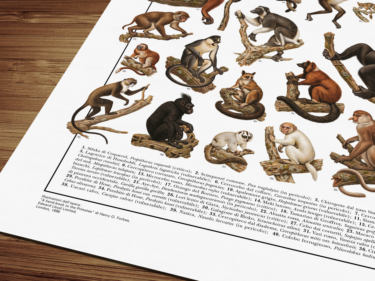 Poster Primati con 41 illustrazioni zoologiche restaurate dell’Ottocento raffiguranti lemuri, scimmie e grandi scimmie, con nomi comuni e scientifici.