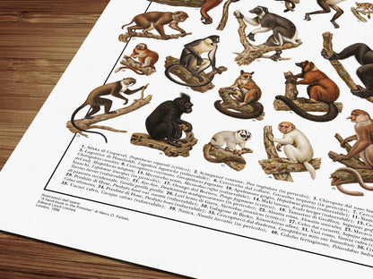 Poster Primati con 41 illustrazioni zoologiche restaurate dell’Ottocento raffiguranti lemuri, scimmie e grandi scimmie, con nomi comuni e scientifici.