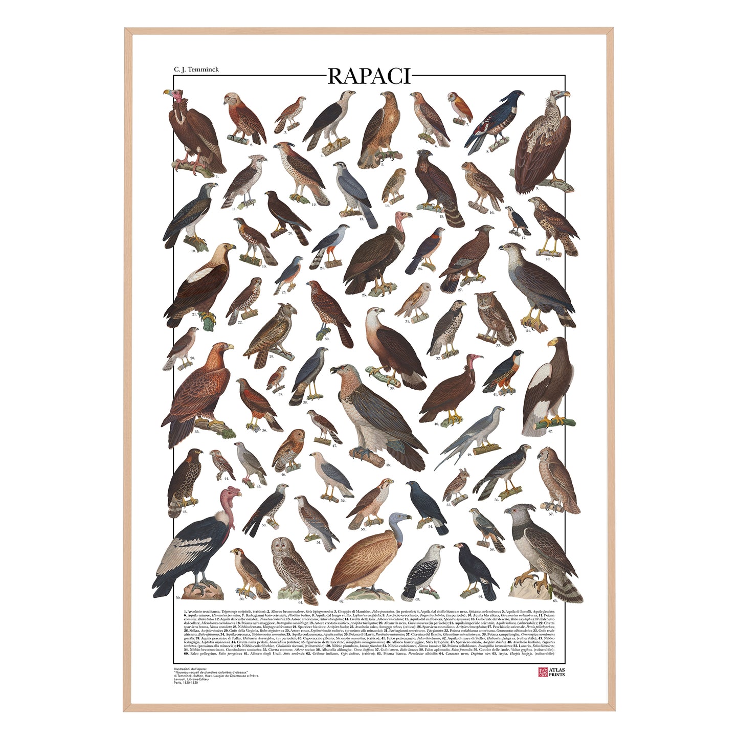 Poster illustrato dedicato ai rapaci del mondo con 65 specie di rapaci diurni e notturni. Ogni illustrazione è restaurata da tavole zoologiche dell'Ottocento e accompagnata dal nome comune e dal nome scientifico. Stampa decorativa ideale per appassionati di ornitologia, fauna selvatica e storia naturale.