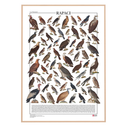 Poster illustrato dedicato ai rapaci del mondo con 65 specie di rapaci diurni e notturni. Ogni illustrazione è restaurata da tavole zoologiche dell'Ottocento e accompagnata dal nome comune e dal nome scientifico. Stampa decorativa ideale per appassionati di ornitologia, fauna selvatica e storia naturale.
