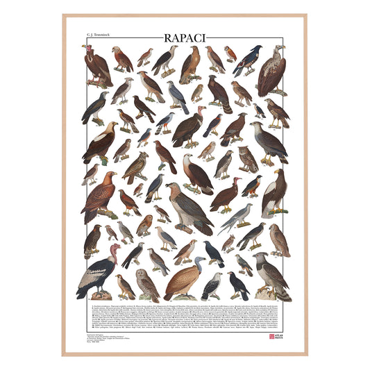 Poster illustrato dedicato ai rapaci del mondo con 65 specie di rapaci diurni e notturni. Ogni illustrazione è restaurata da tavole zoologiche dell'Ottocento e accompagnata dal nome comune e dal nome scientifico. Stampa decorativa ideale per appassionati di ornitologia, fauna selvatica e storia naturale.