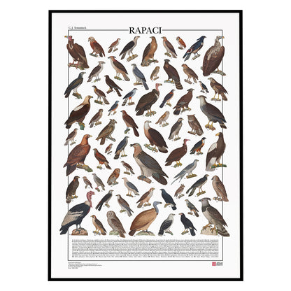 Poster illustrato dedicato ai rapaci del mondo con 65 specie di rapaci diurni e notturni. Ogni illustrazione è restaurata da tavole zoologiche dell'Ottocento e accompagnata dal nome comune e dal nome scientifico. Stampa decorativa ideale per appassionati di ornitologia, fauna selvatica e storia naturale.